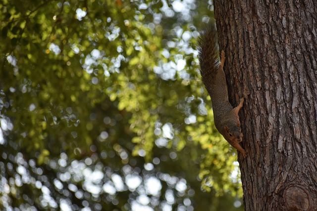 的巅峰对决 的巅峰对决